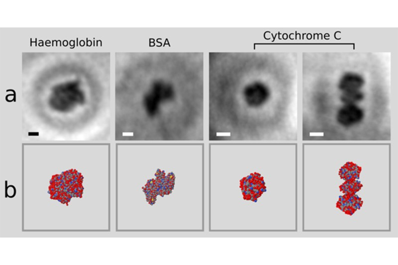 Illustration for article titled These Are the First Ever Images of a Single Folded Protein